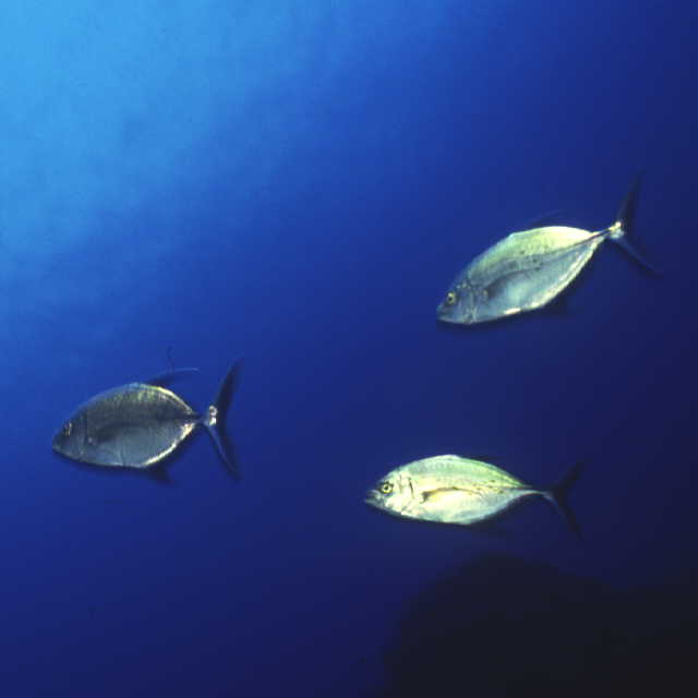 Carangoides orthogrammus